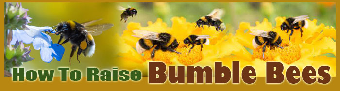 How To Raise Bumble Bees