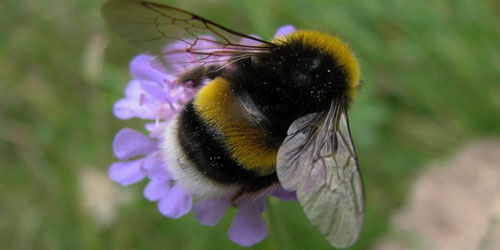 Raising Bumble Bees Frequently Asked Questions