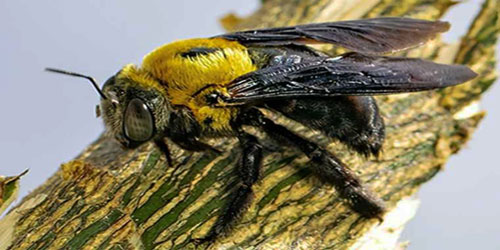 Raising Carpenter Bees Frequently Asked Questions