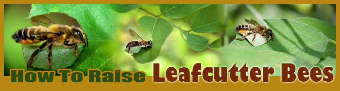 How To Raise Leafcutter Bees