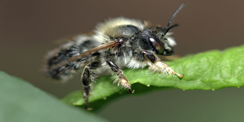 Raising Leafcutter Bees Frequently Asked Questions