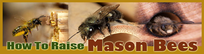 How To Raise Mason Bees