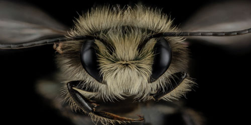 Raising Mason Bees Frequently Asked Questions