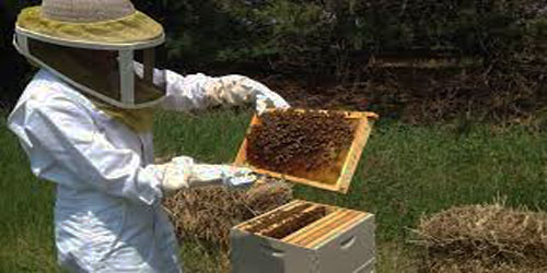Small Scale Honey Bees Farming Frequently Asked Questions