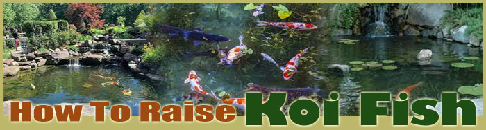 how to raise rainbow trout FAQ