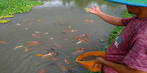 Making A Koi Fish Habitat Frequently Asked Questions