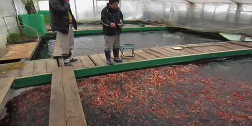 Koi Fish Farming For Self Sufficiency Frequently Asked Questions