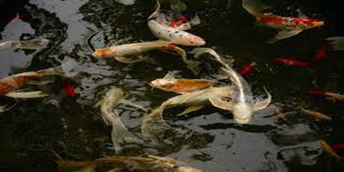 Small Scale Koi Fish Farming Frequently Asked Questions