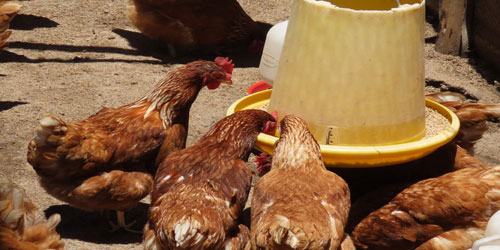 How To Make Egg Laying Chicken Feed Frequently Asked Questions