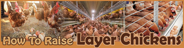 How To Raise Chickens FAQ