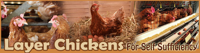 Layer Chickens For Self Sufficiency