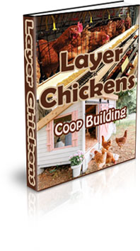 Keeping Egg Laying Chickens