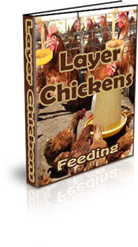 Egg Laying Chickens For Beginners