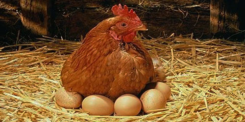 Small Scale Layer Chicken Farming Frequently Asked Questions