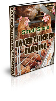 The Small Scale Layer Chicken Farming eBook