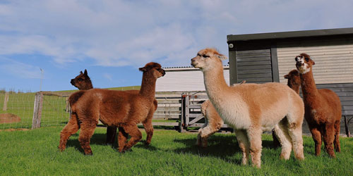 Making A Llama Habitat Frequently Asked Questions