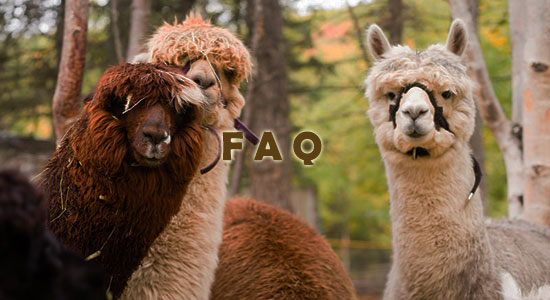 Raising Llamas Frequently Asked Questions