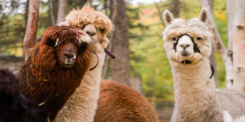 Llama Farming For Self Sufficiency Frequently Asked Questions