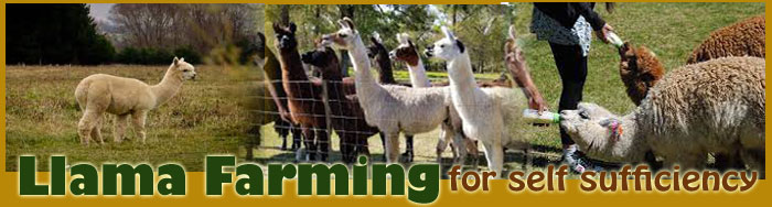 Llama Farming For Self Sufficiency