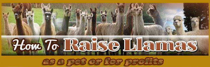 how to raise llamas FAQ