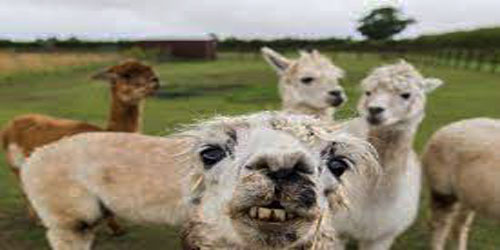 Small Scale Llama Farming Frequently Asked Questions