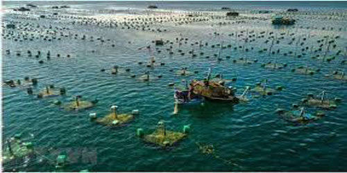 Making A Lobster Habitat Frequently Asked Questions