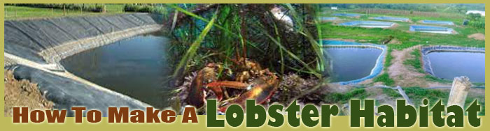How To Make A Lobster Habitat