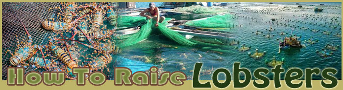 how to raise lobsters about us