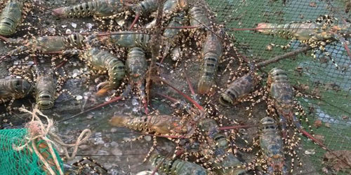 Lobster Farming For Self Sufficiency Frequently Asked Questions