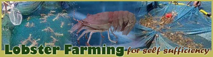 Lobster Farming For Self Sufficiency