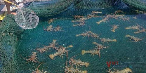Small Scale Lobster Farming Frequently Asked Questions