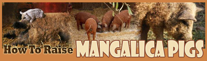 How To Raise Mangalica Pigs