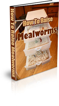 The how to raise Mealworms eBook