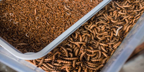 Making A Mealworm Habitat Frequently Asked Questions