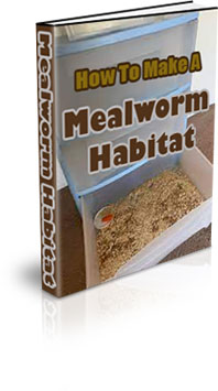 The How To Make A Mealworm Habitat eBook