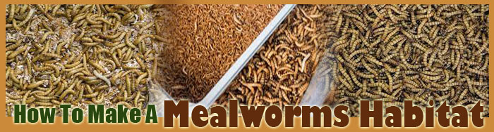 How To Make A Mealworm Habitat