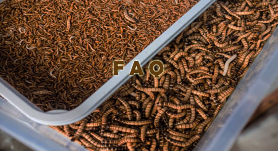 Raising Mealworms Frequently Asked Questions
