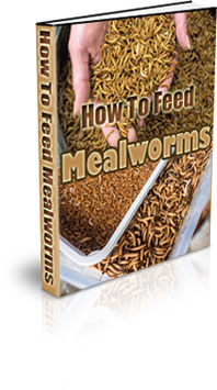 How To Do A Mealworm Farm