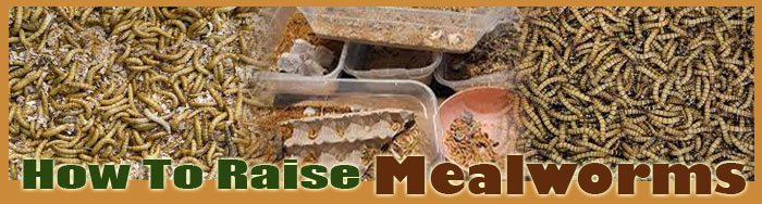 how to raise snails about us