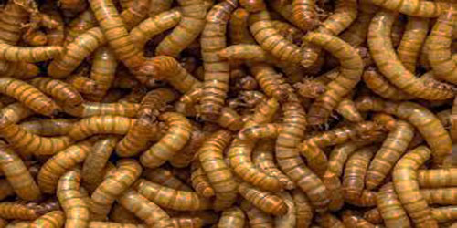 Mealworms Farming For Self Sufficiency Frequently Asked Questions