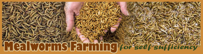 Mealworms Farming For Self Sufficiency