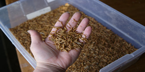 Small Scale Mealworm Farming Frequently Asked Questions