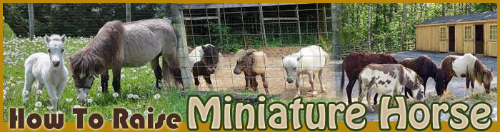 How to raise miniature horses