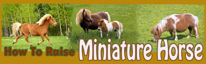 How to raise miniature horses