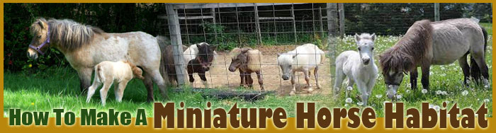 How To Make A Miniature Horse Habitat