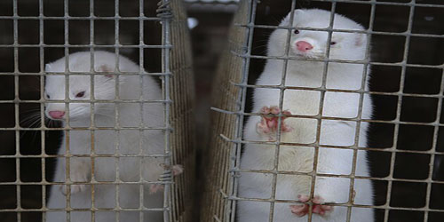Making A Mink Habitat Frequently Asked Questions