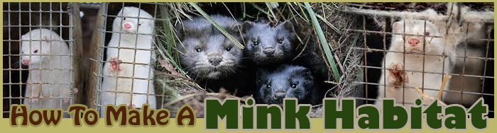 How To Make A Mink Habitat