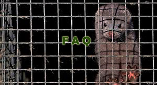 Raising Mink Frequently Asked Questions
