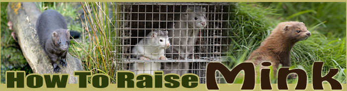 How To Raise Bison FAQ