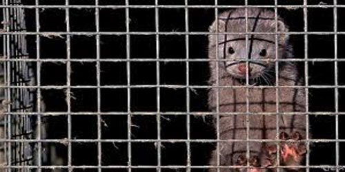 Mink Farming For Self Sufficiency Frequently Asked Questions